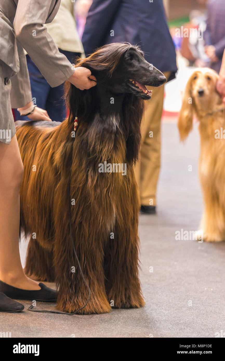 Pedigree Afghan Stock Photos Pedigree Afghan Stock Images Alamy