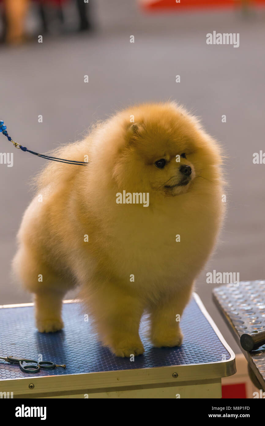 Pomeranian Dog Competition High Resolution Stock Photography And Images Alamy