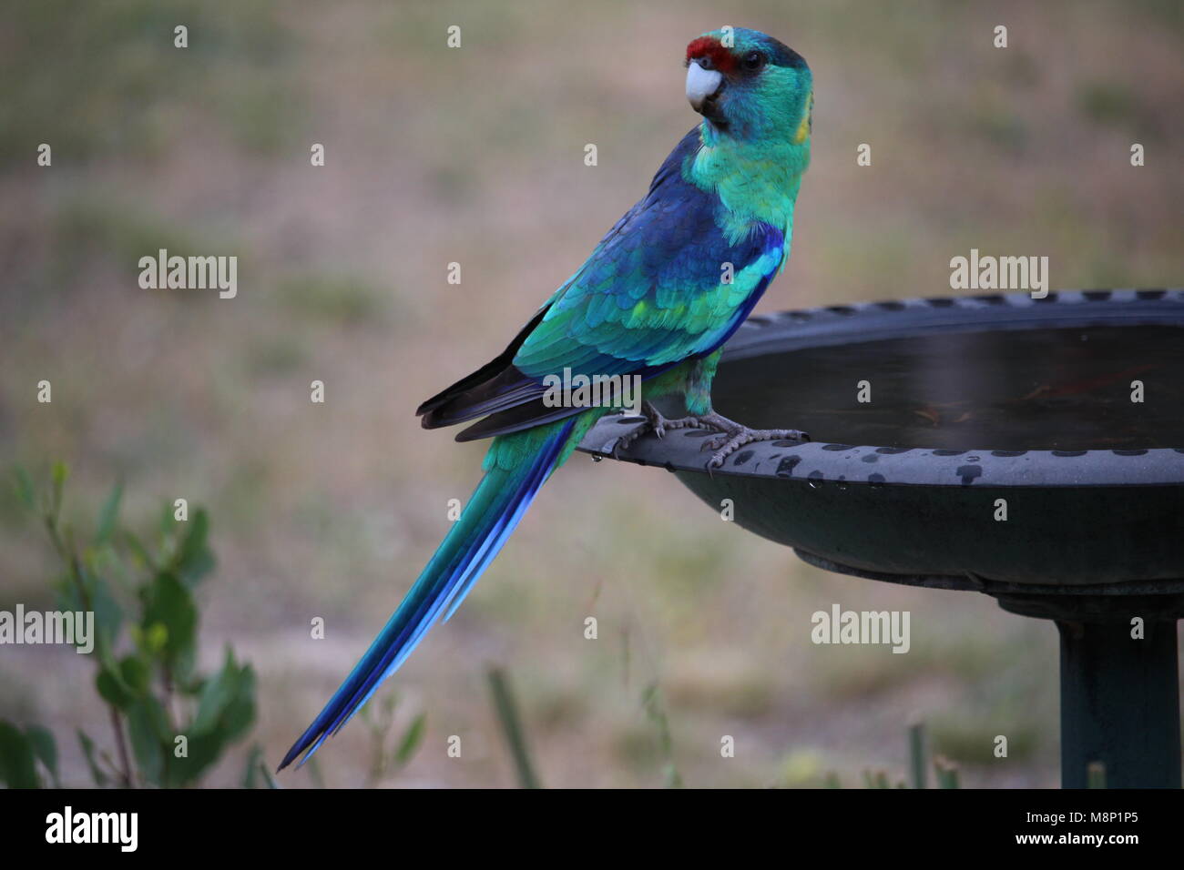 Australian Parrot Mallee Ringneck (Barnardius zonarius) at bird bath