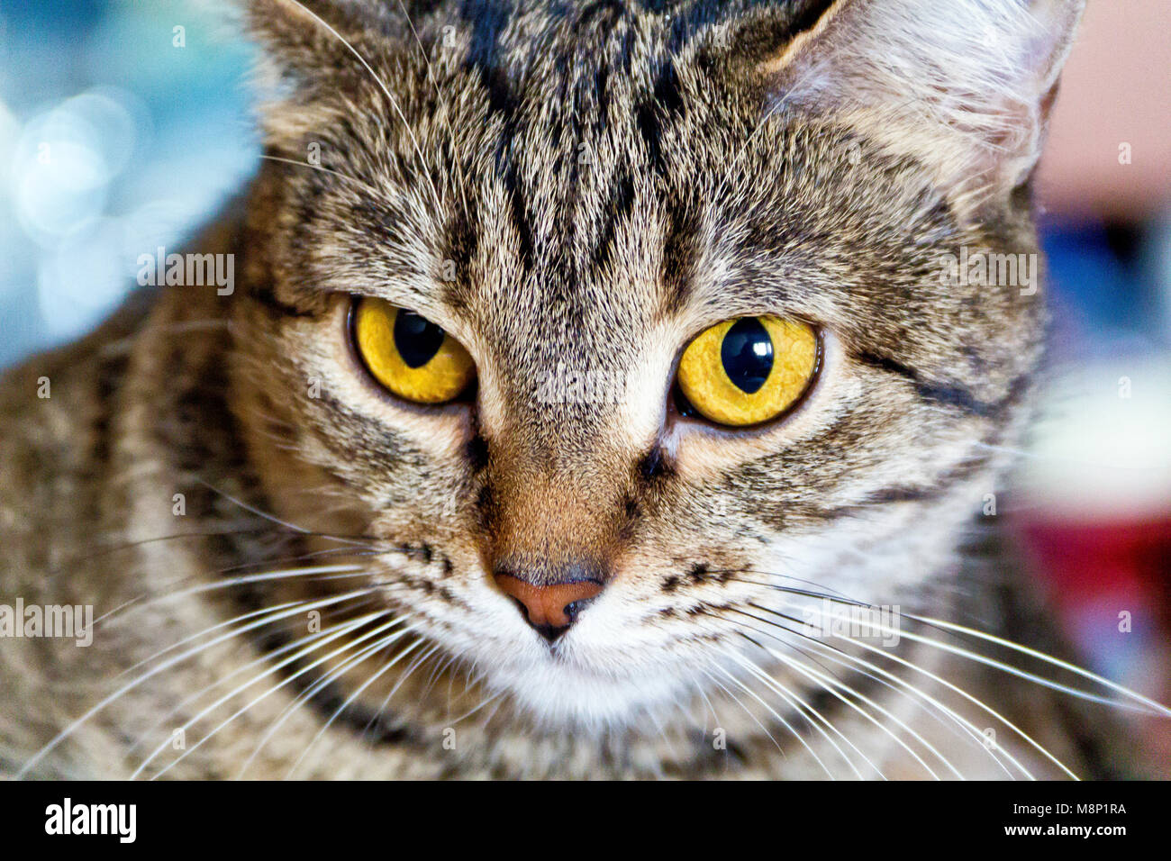 Serious domestic tiger cat with yellow eyes Stock Photo - Alamy