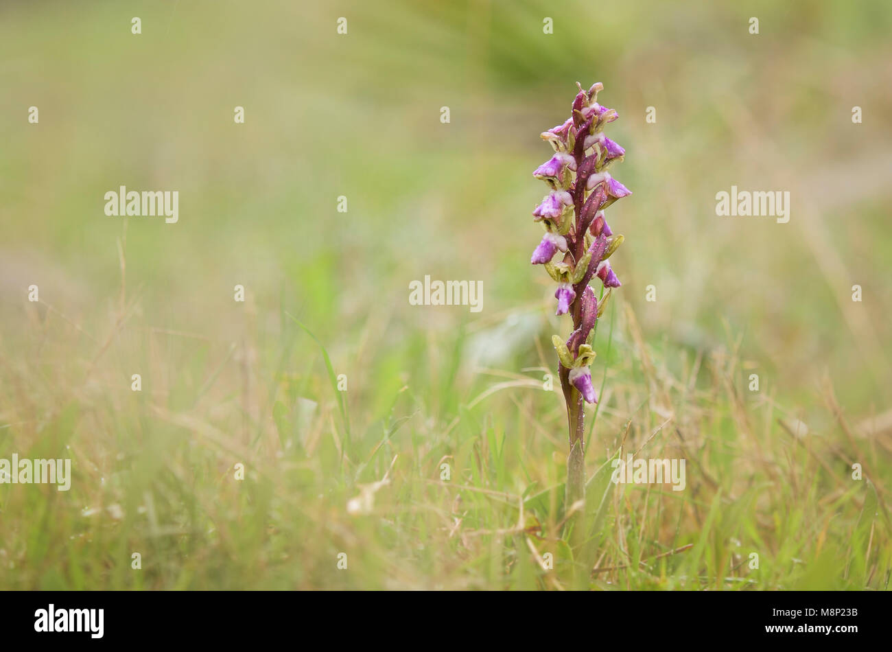 Fan-lipped Orchid, Orchis saccata also known as Orchis collina, wild orchid in Andalusia, Southern Spain Stock Photo