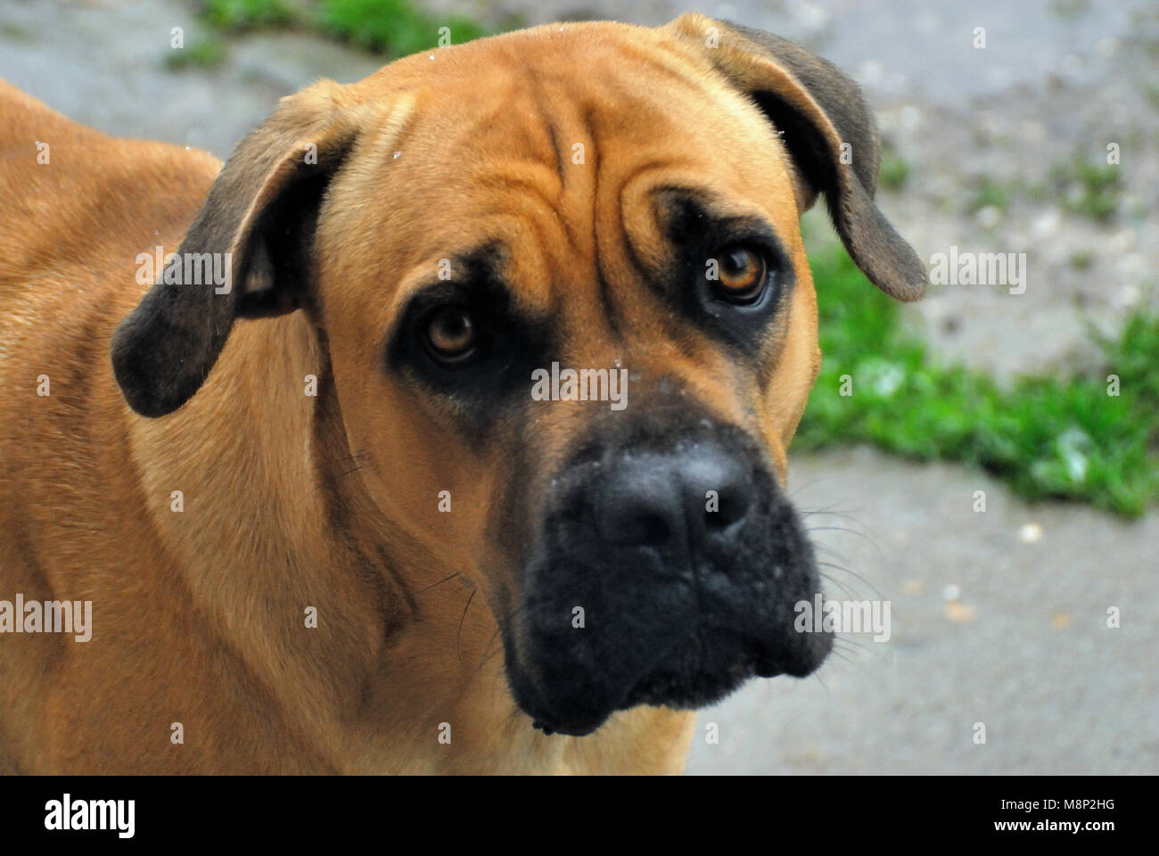 Acropolis cane cheap corso mastiffs