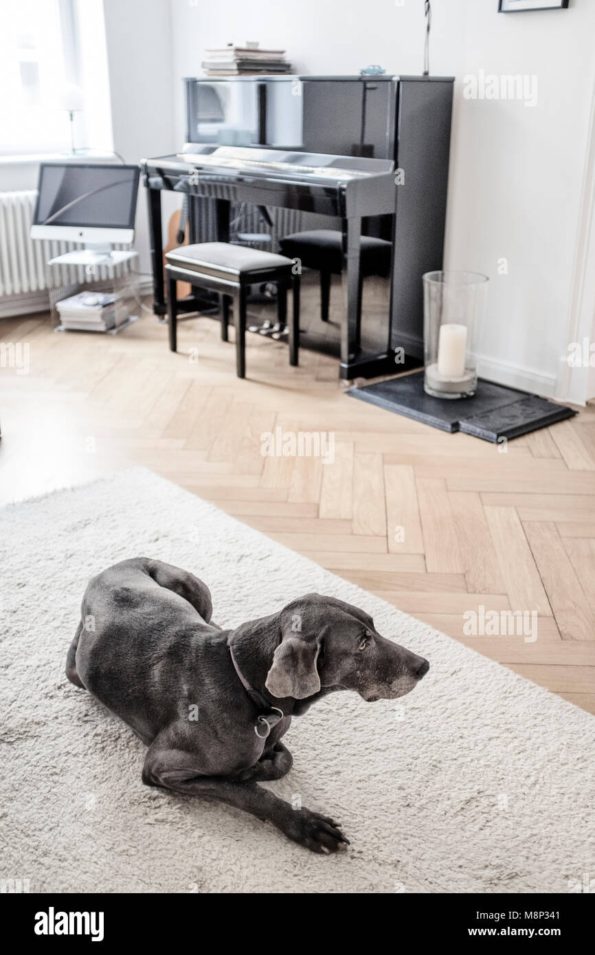 Weimaraner dog at home Stock Photo
