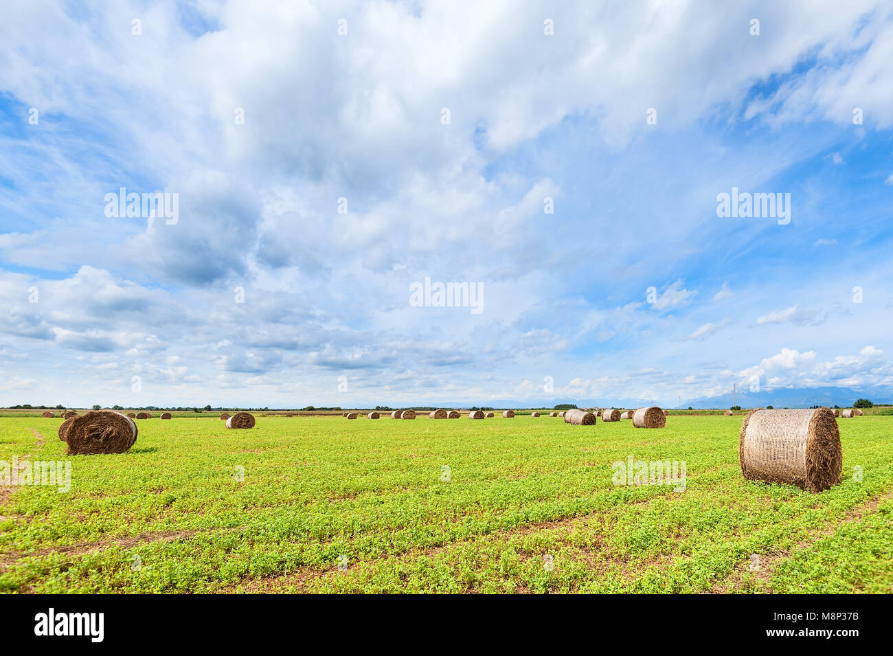 Round hay bales in harvested field and blue sky with clouds. Countryside panorama. Stock Photo