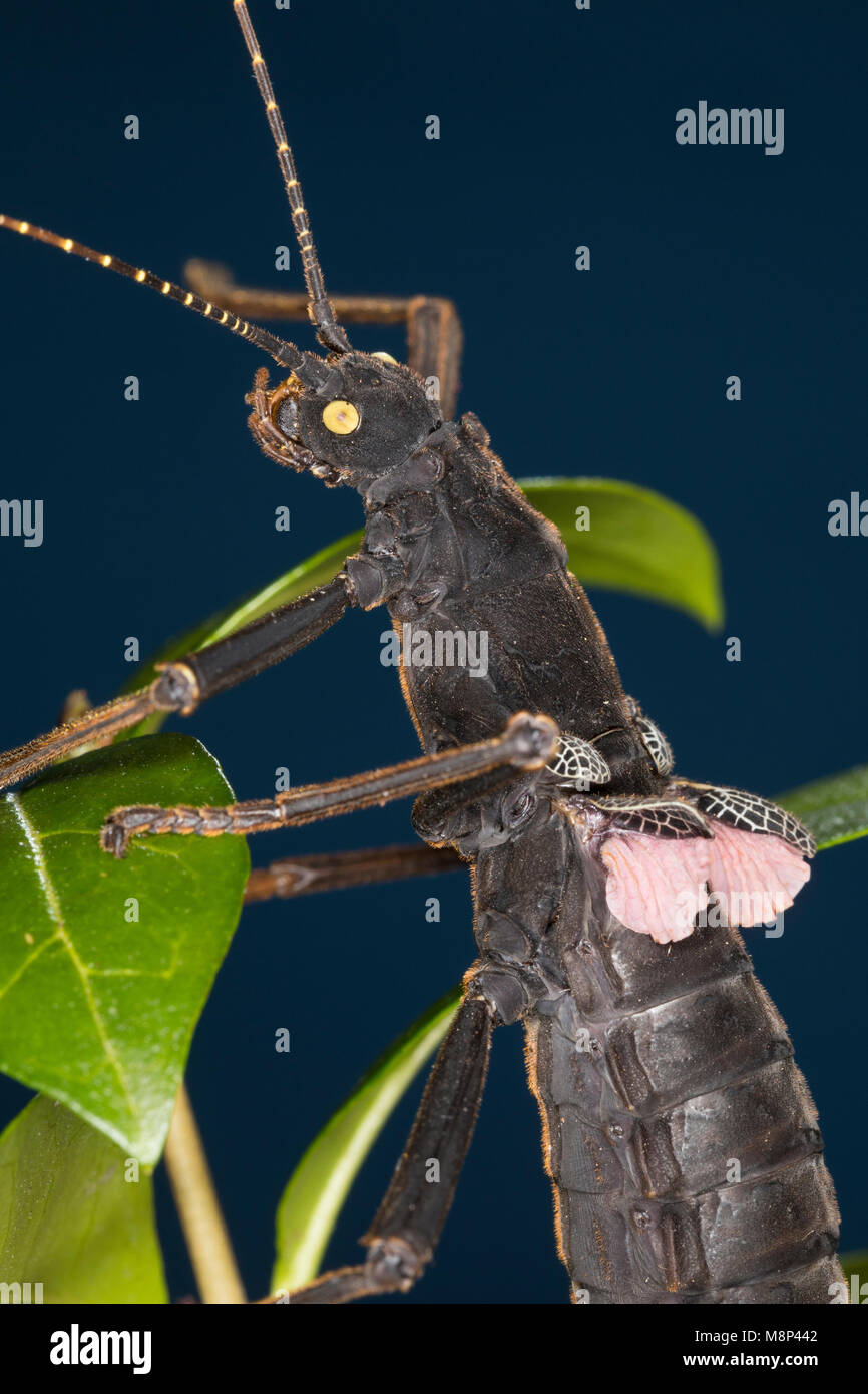 Samtschrecke, Peruanische Samtschrecke, Weibchen, Samtstabschrecke, Rotgeflügelte Samtschrecke, Peru-Stabschrecke, Schwarze Pfefferschrecke, Peruanisc Stock Photo