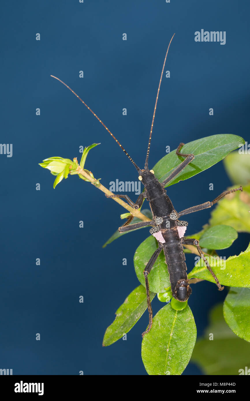 Samtschrecke, Peruanische Samtschrecke, Männchen, Samtstabschrecke, Rotgeflügelte Samtschrecke, Peru-Stabschrecke, Schwarze Pfefferschrecke, Peruanisc Stock Photo