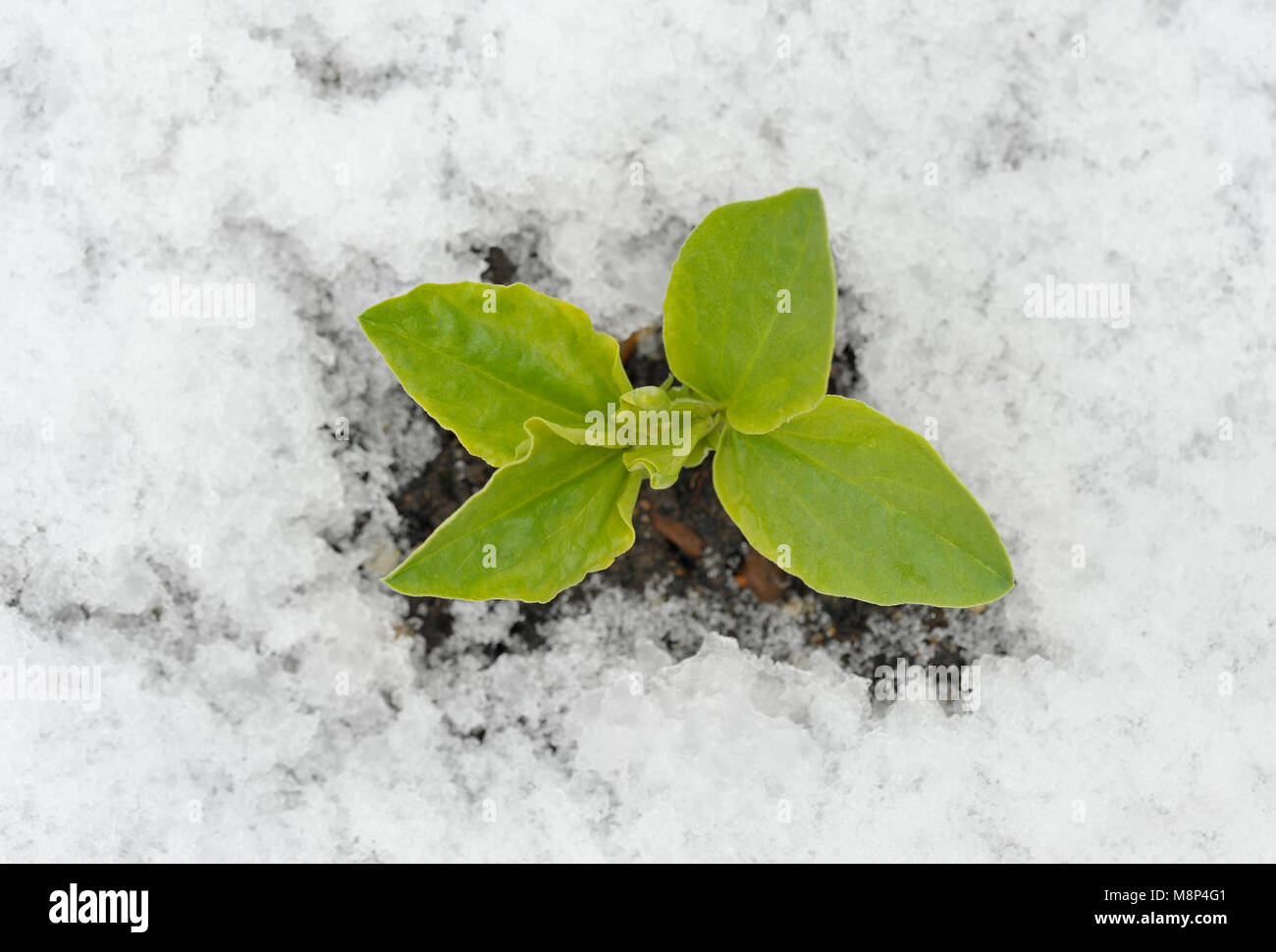 Broad bean witkiem manita hi-res stock photography and images - Alamy