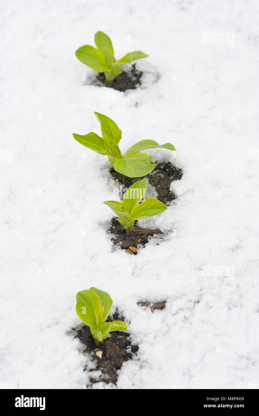Broad bean plants autumn hi-res stock photography and images - Alamy