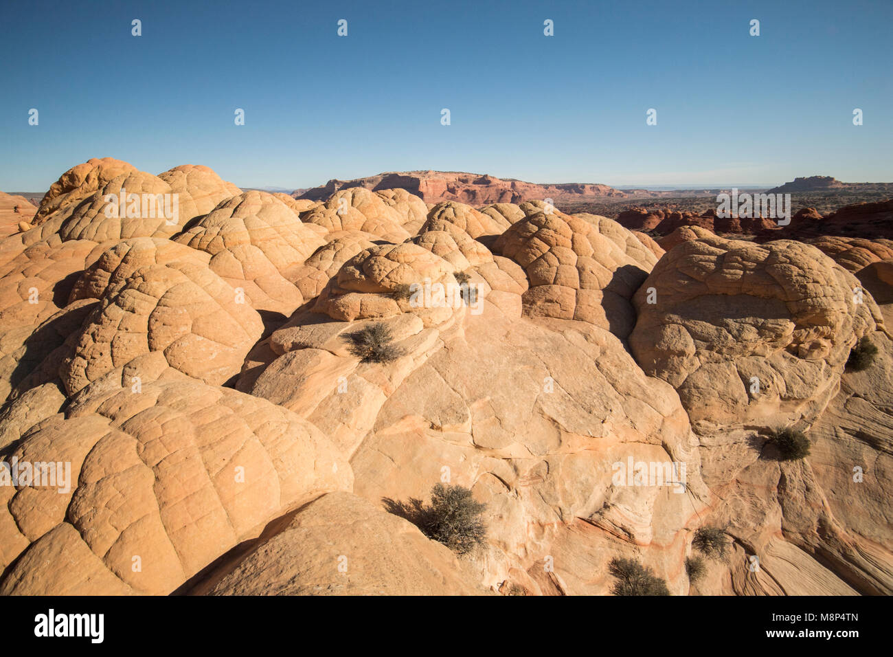 Brain rocks, sandstone formations located in Coyote Buttes North, Paria Canyon, Vermillion Cliffs Wilderness. Stock Photo