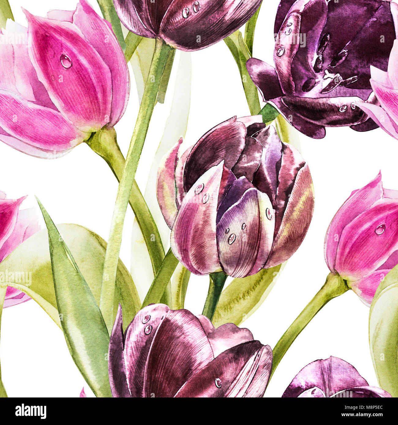 Flowers of Tulips. Watercolor hand drawn botanical illustration of ...