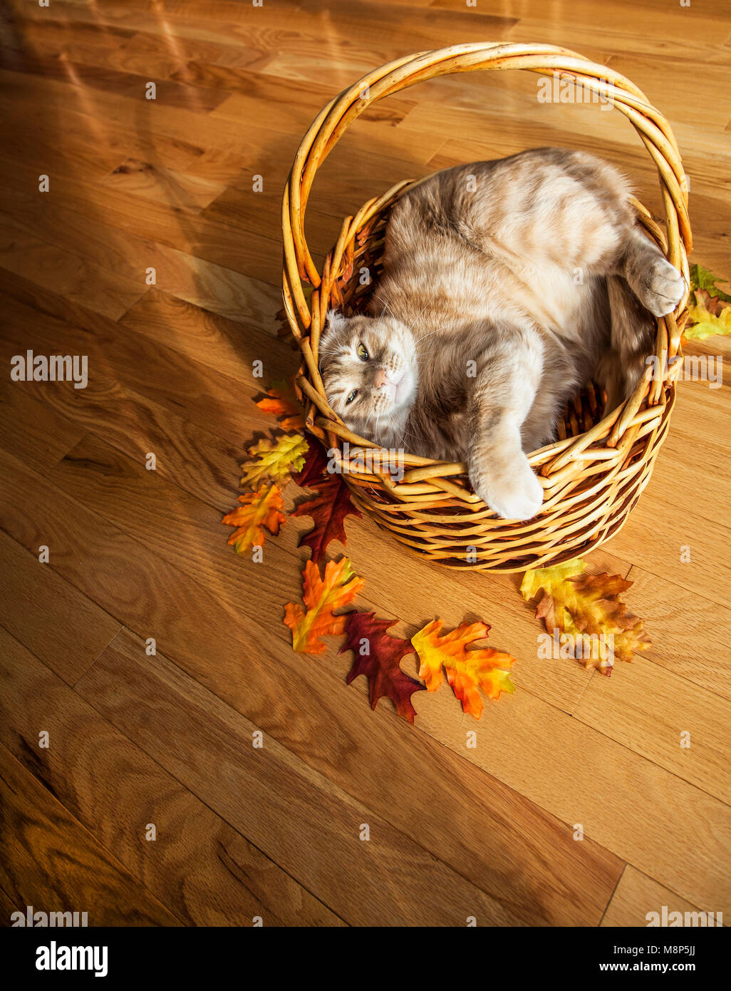 Domestic orange tabby cat in a basket, leaves, New Jersey, USA, Nov 2017, FS 11.92 MB, funny domestic cars animals isolated kittens in autumn Stock Photo