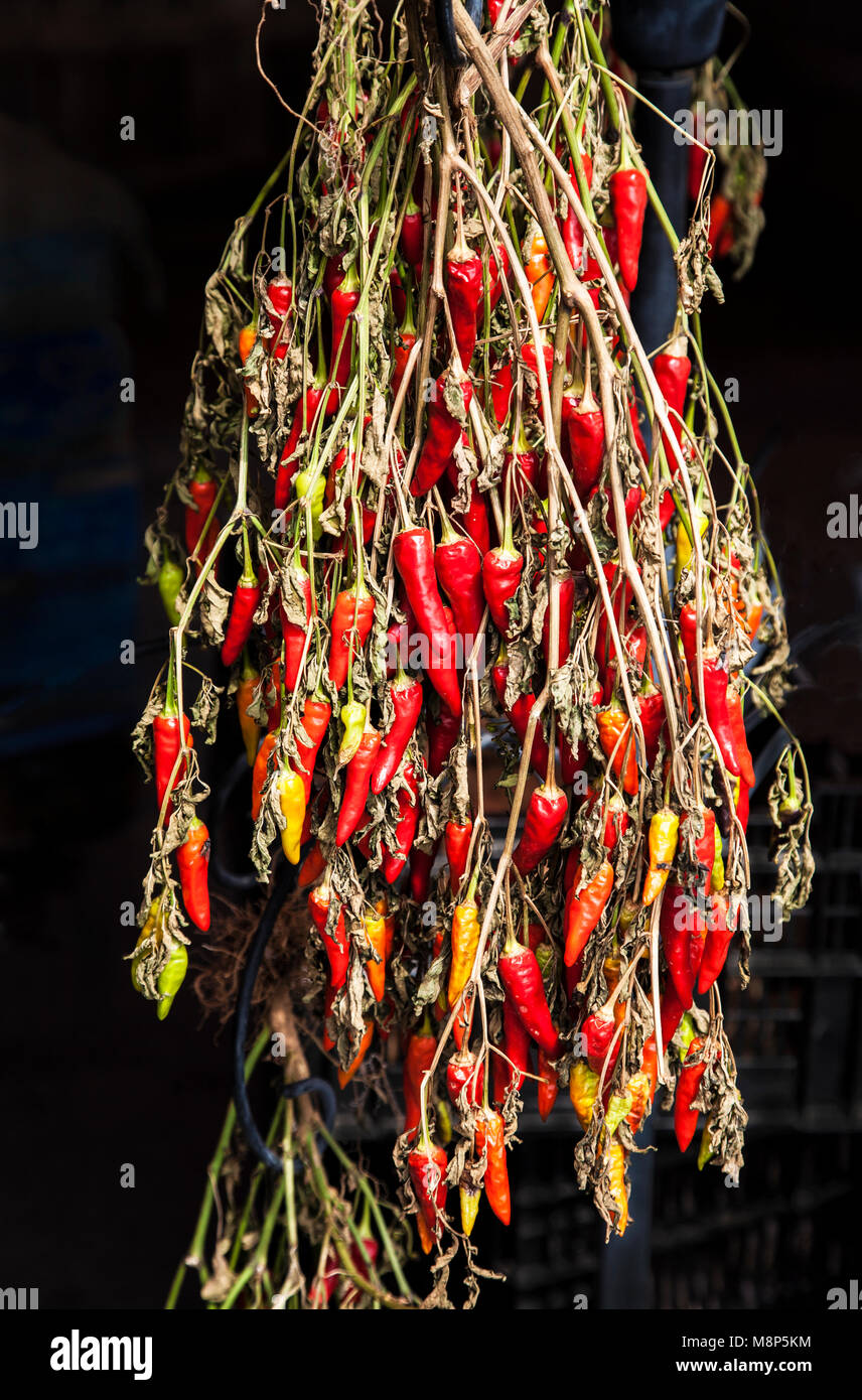 Red peppers plants hanging at a farm market, New Jersey, USA, US