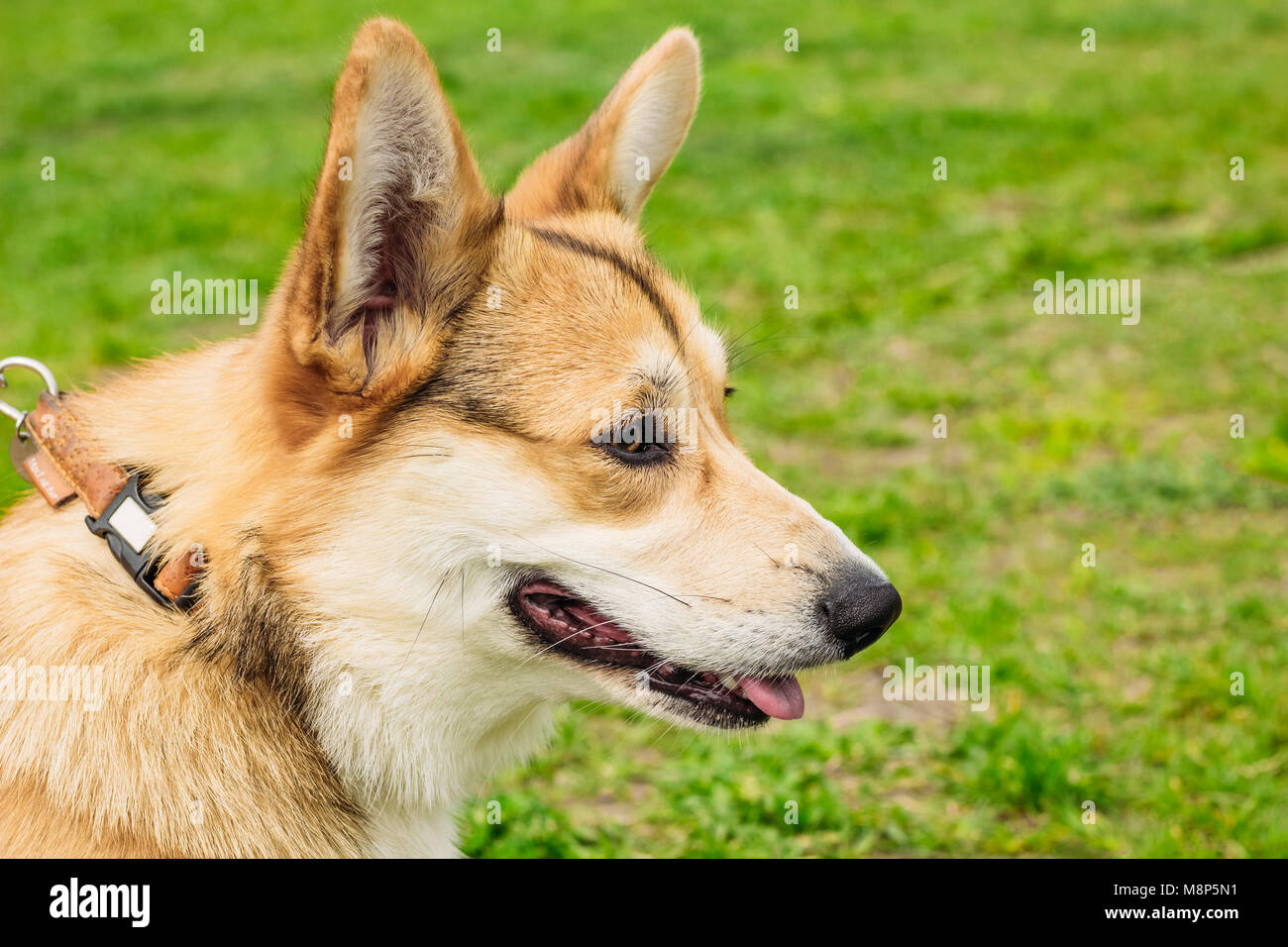 corgi muzzle