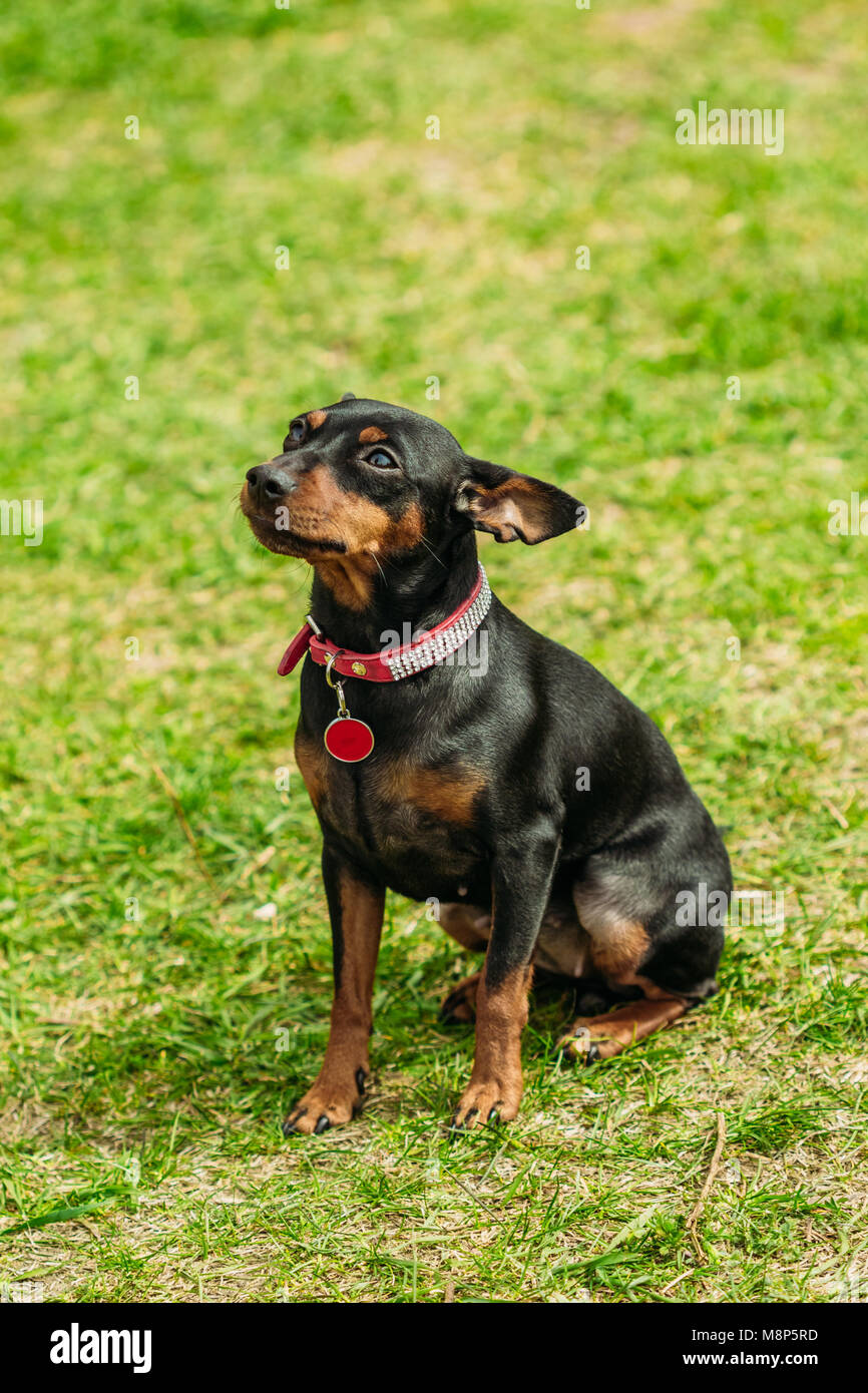 Dog miniature Pinscher black color sits on the green grass Stock Photo