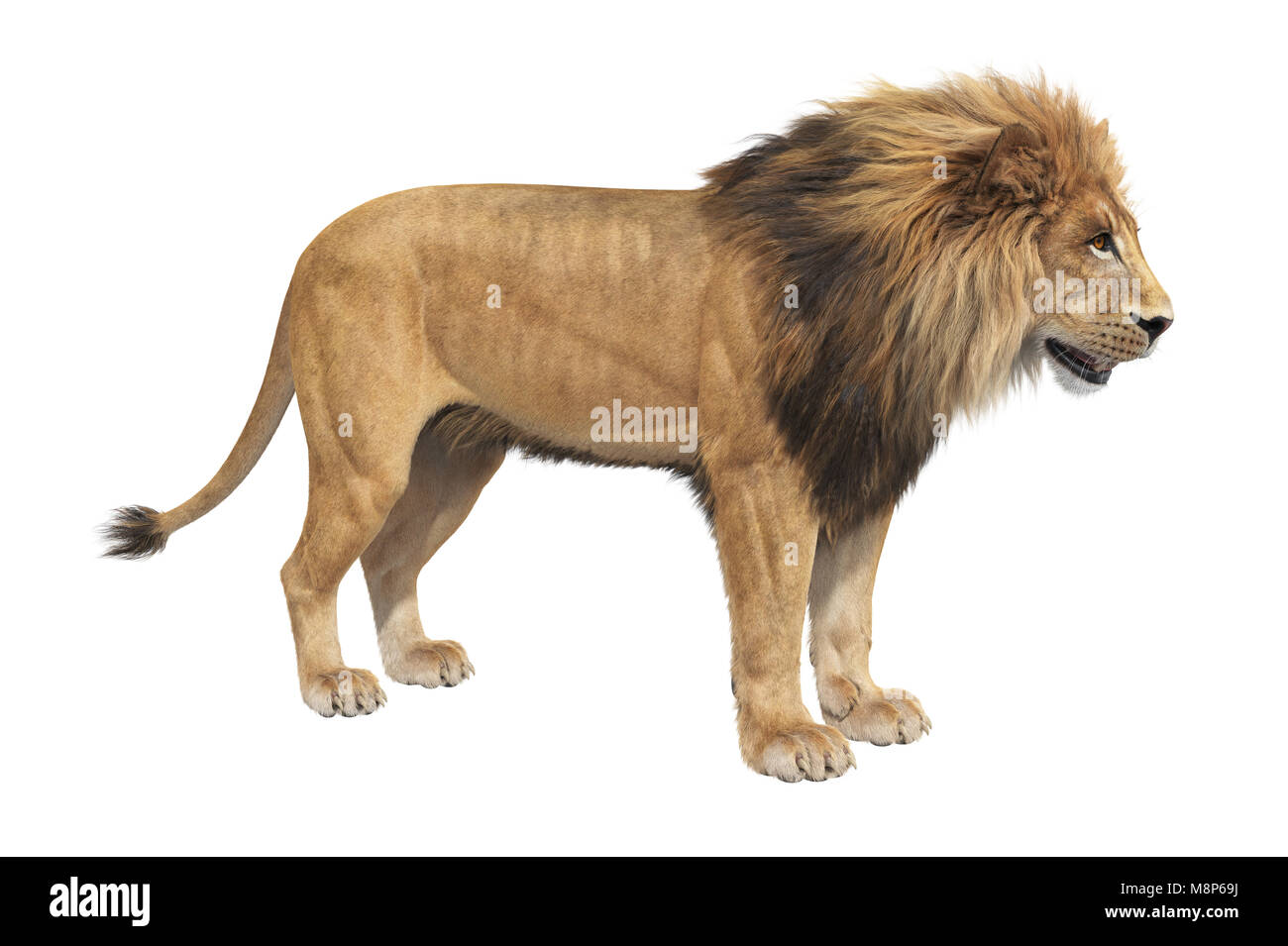 Lion animal big leo Stock Photo - Alamy
