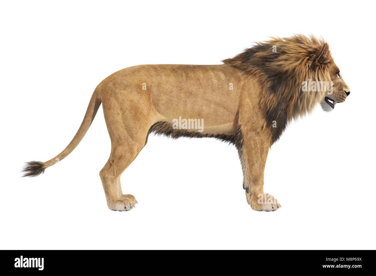 Lion animal african, side view Stock Photo - Alamy