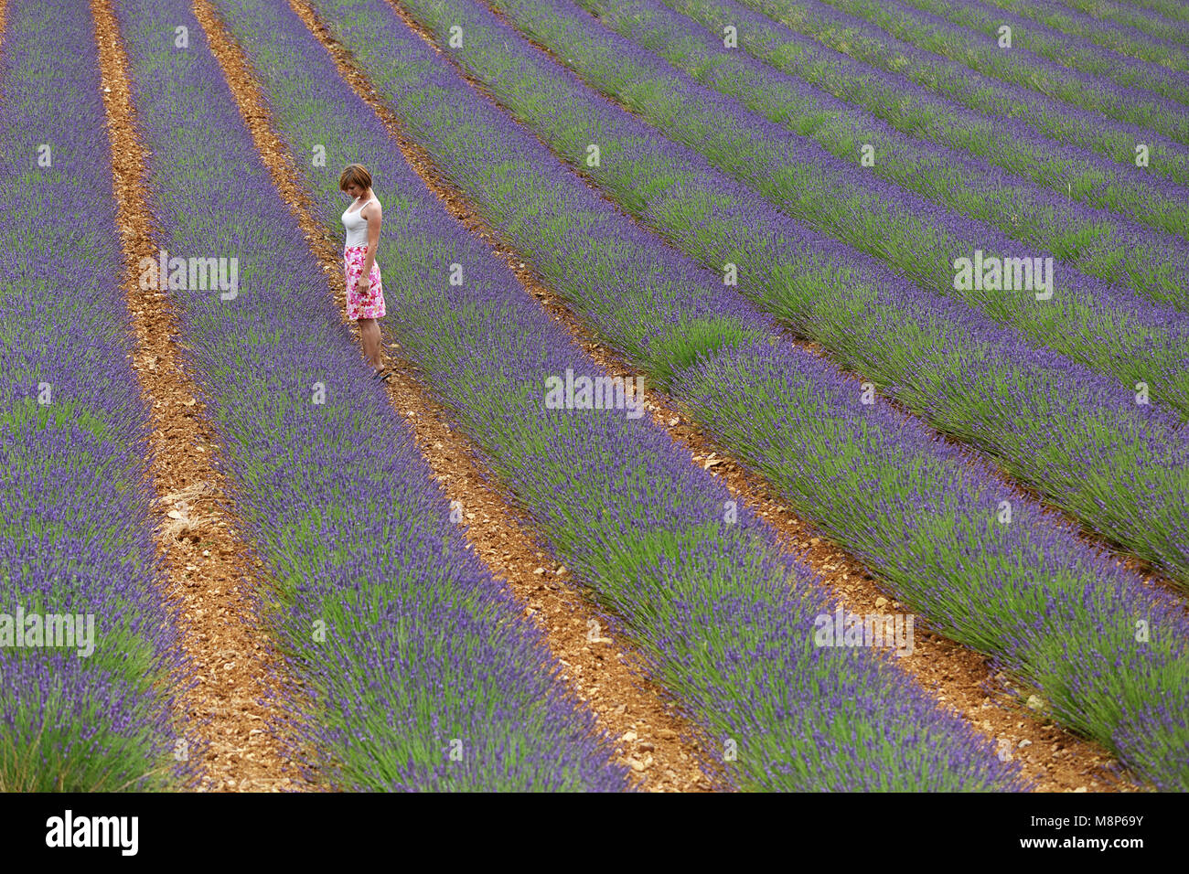 Woman in floral skirt and pink straw hat walking in lavender fields, Provence, France Stock Photo