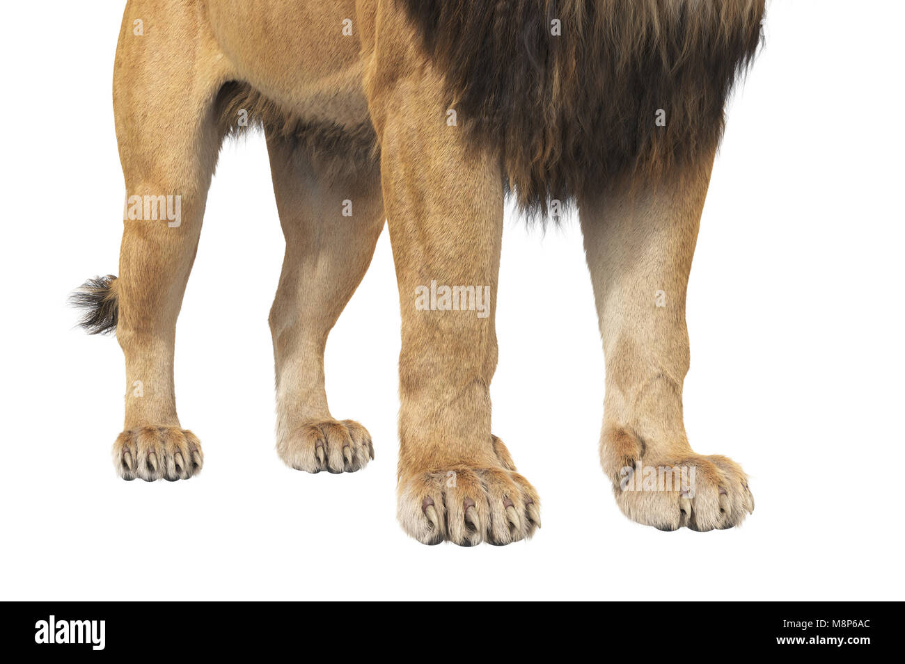 Lion paws male close up hires stock photography and images Alamy