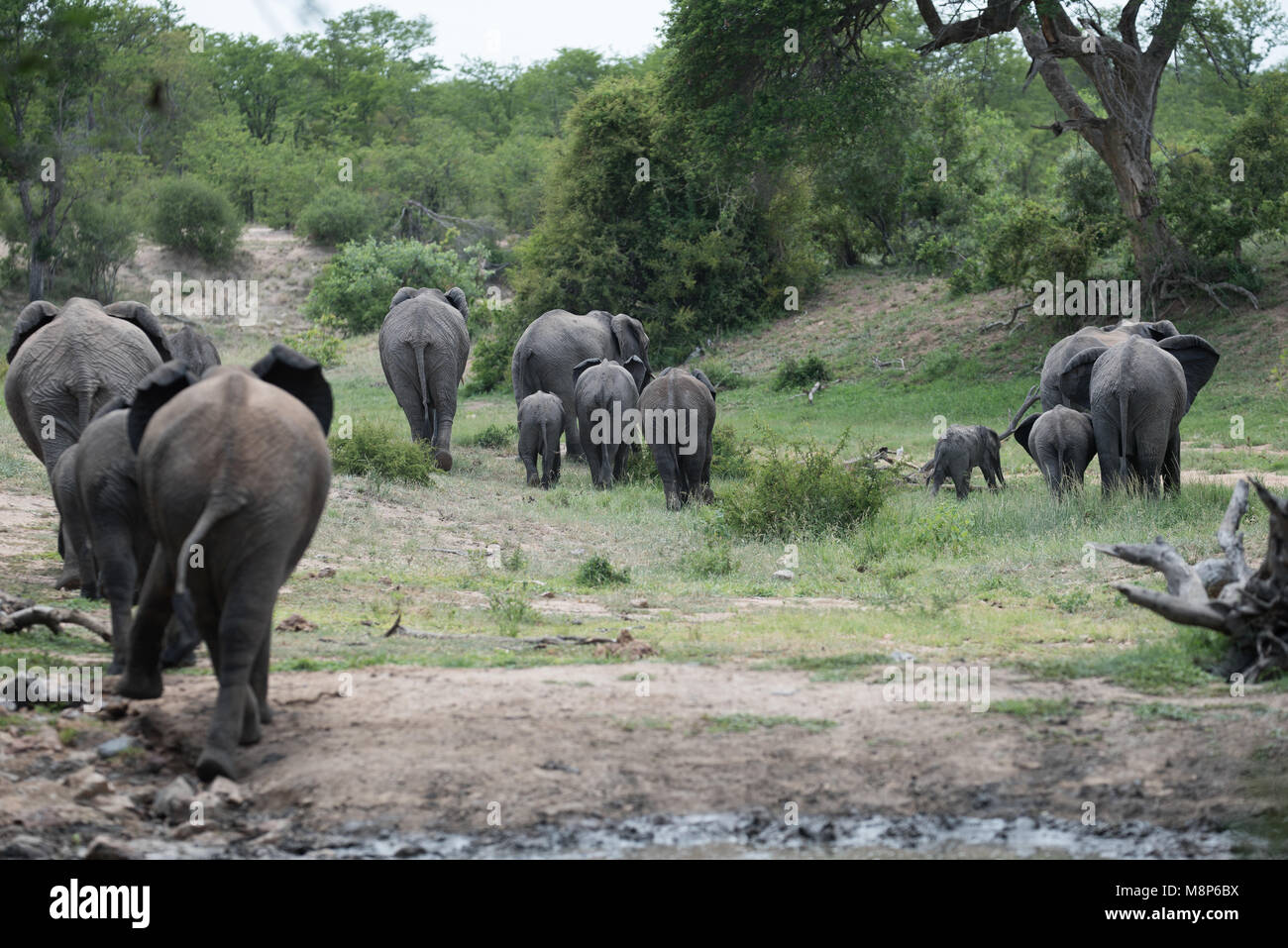Breeding herd of elephants walking away from the watering hole Stock Photo