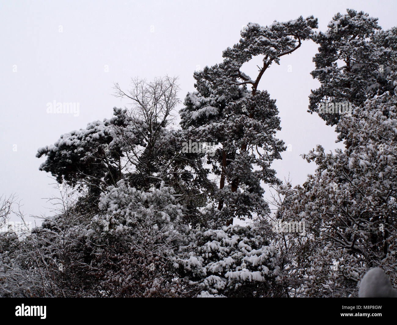 Heavy snow fall in Southampton, Hampshire England Stock Photo Alamy