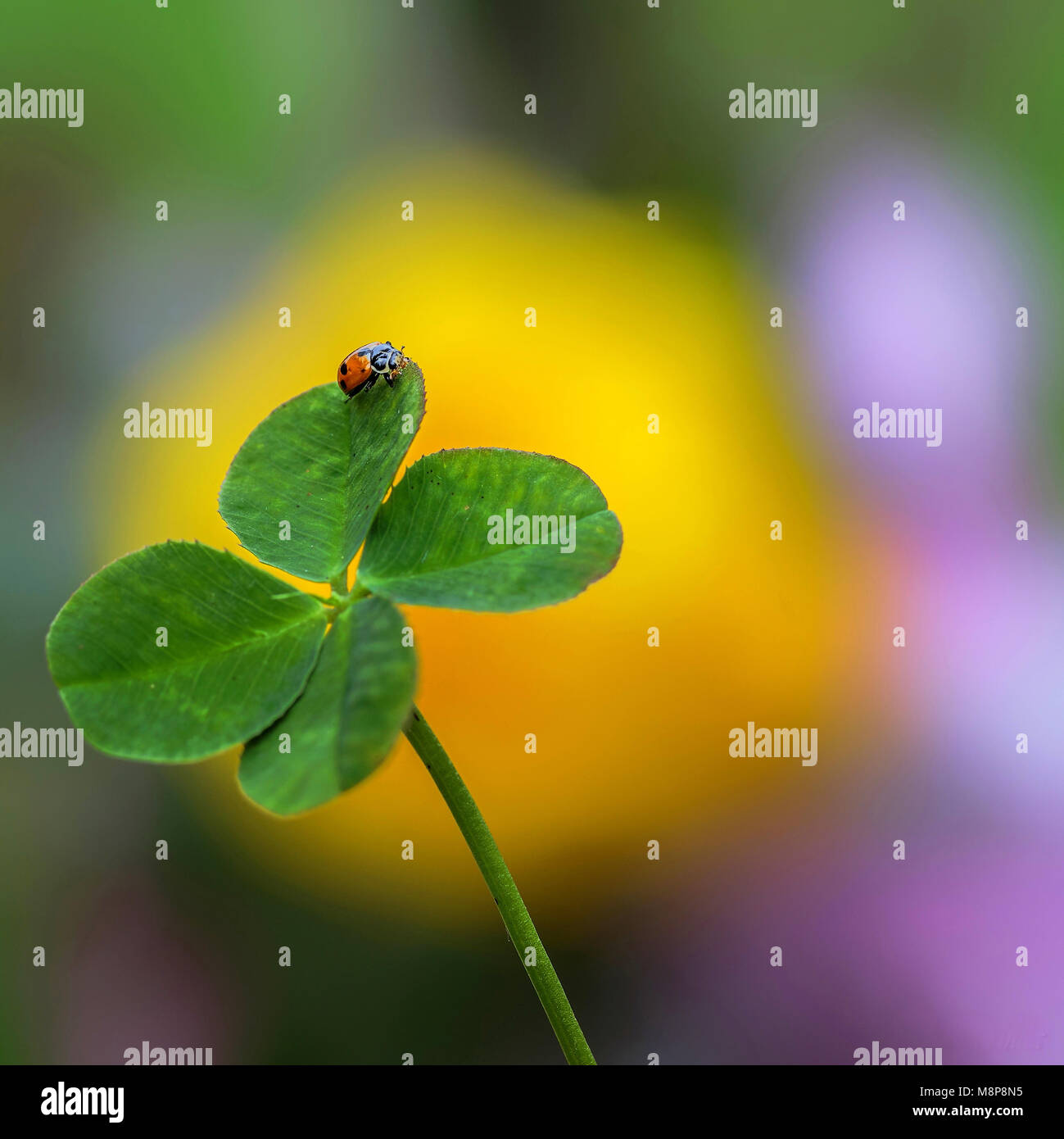 Good Luck Jarmila Stock Photo Alamy