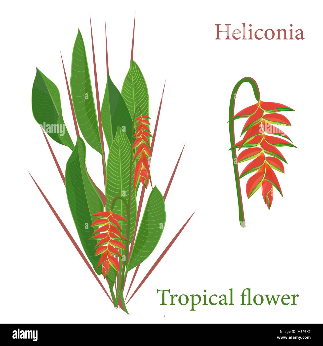 Branch tropical heliconia flower leaves. Watercolor realistic drawing ...