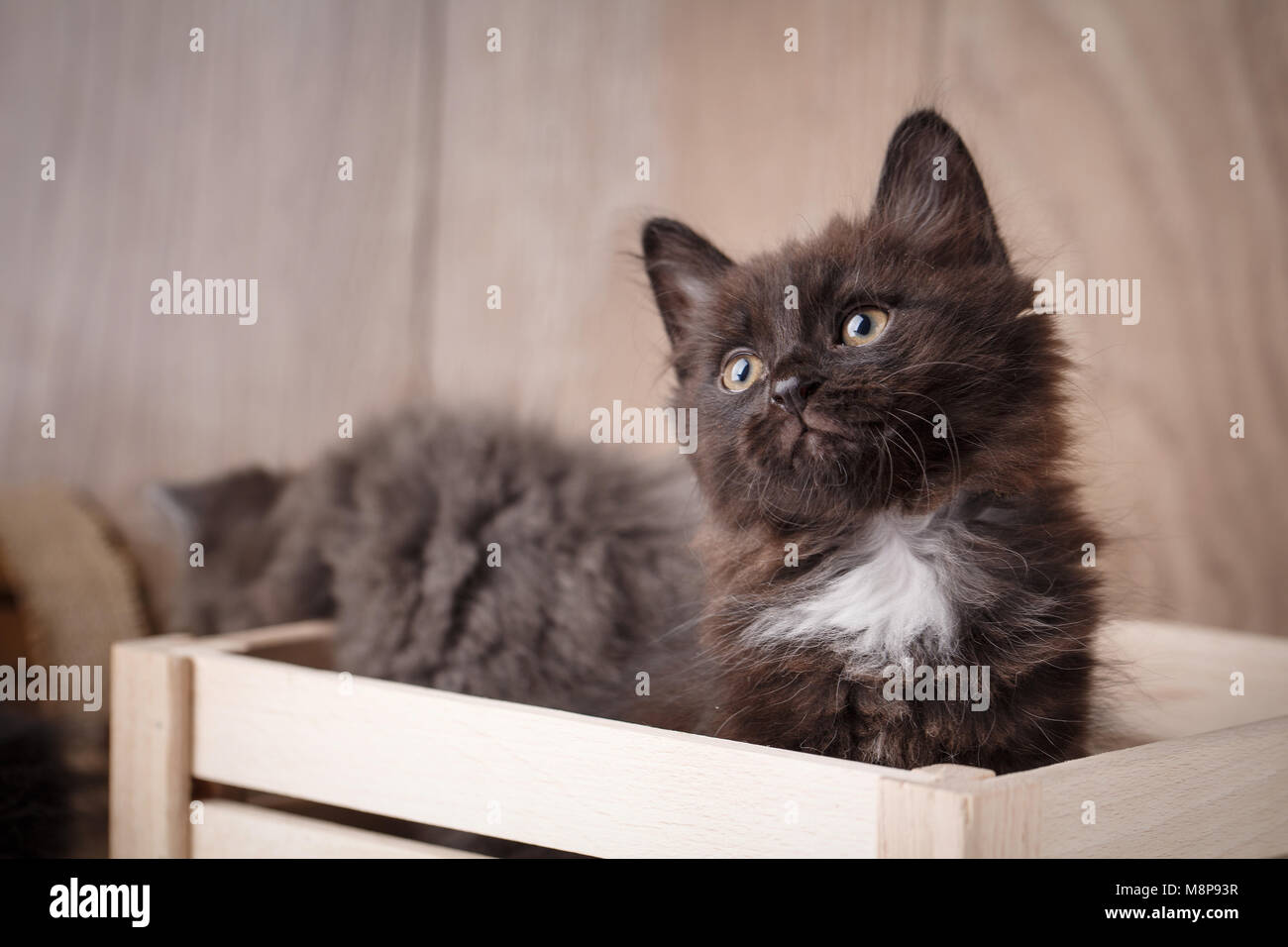 Purebred cats. Purebred kitten Kurilian Bobtail Stock Photo
