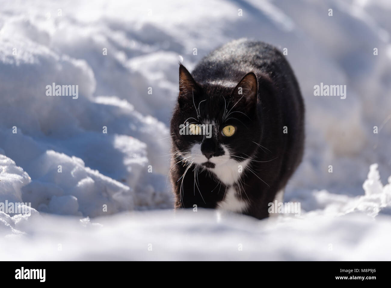 a black and white cat walking in snow Stock Photo Alamy