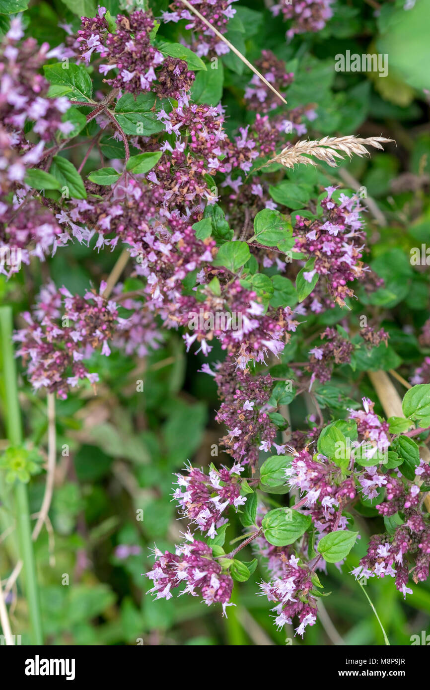 Origanum vulgare, Wild Marjoram Stock Photo Alamy