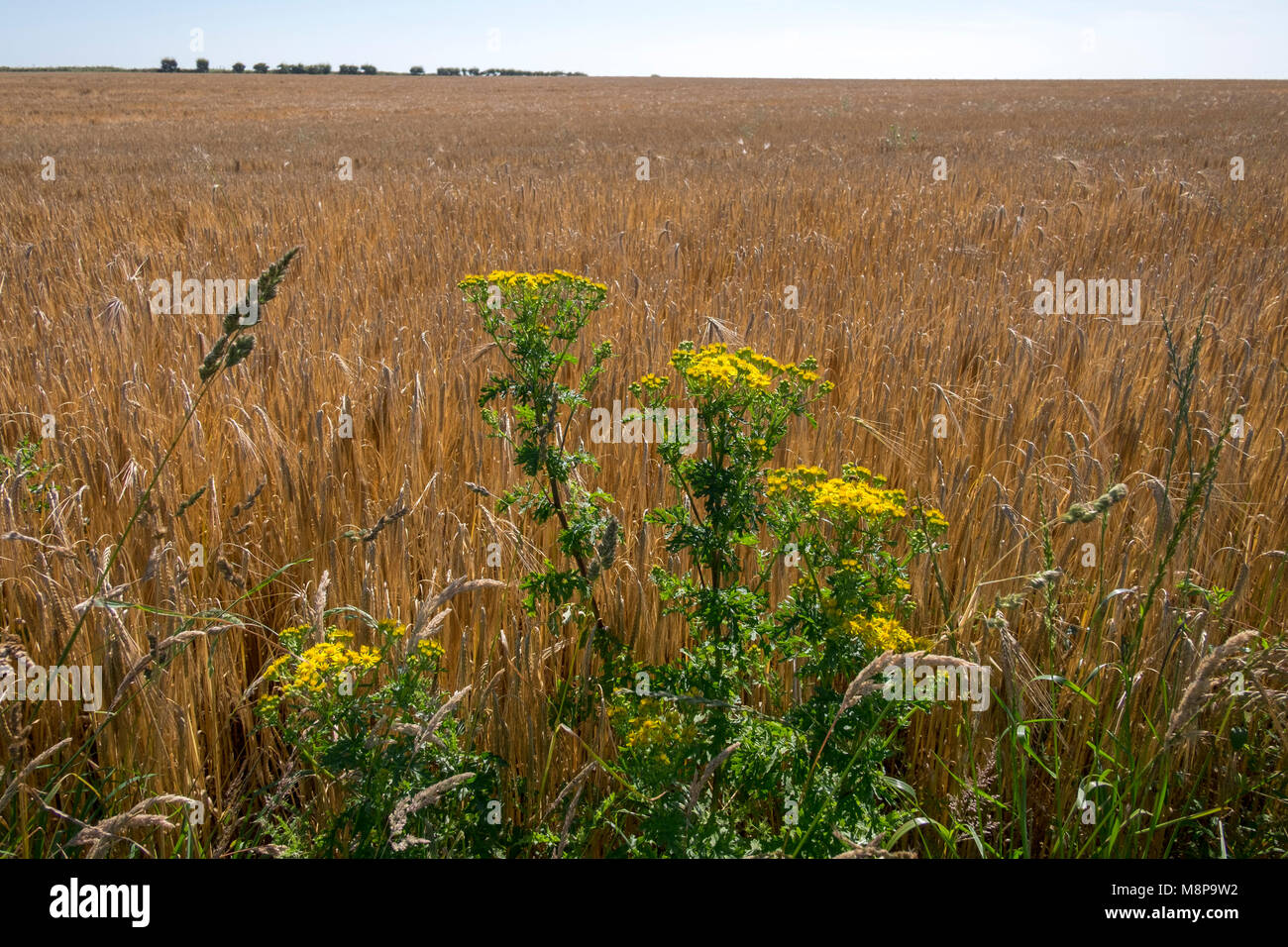 Ragwort growing alongside field of Barley, South Devon Stock Photo - Alamy