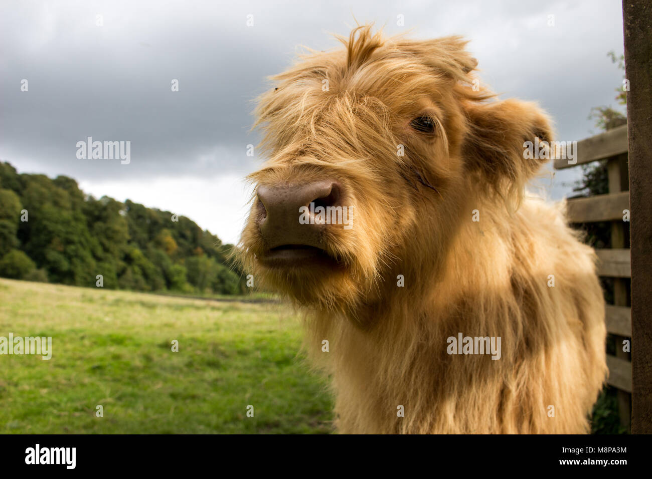 Page 2 Cute Highland Cow High Resolution Stock Photography And Images Alamy