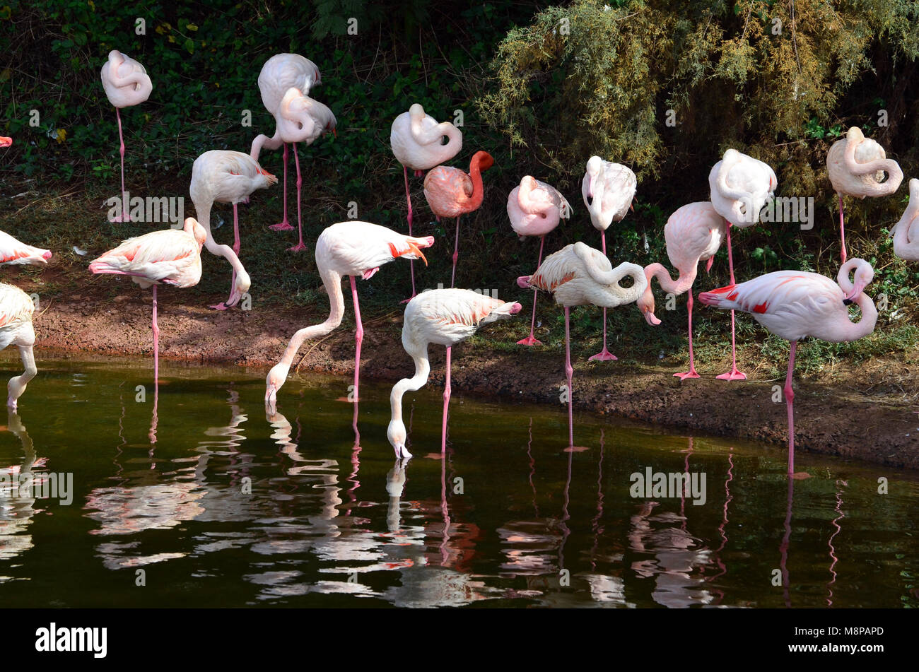 Zoo fauna hi-res stock photography and images - Alamy