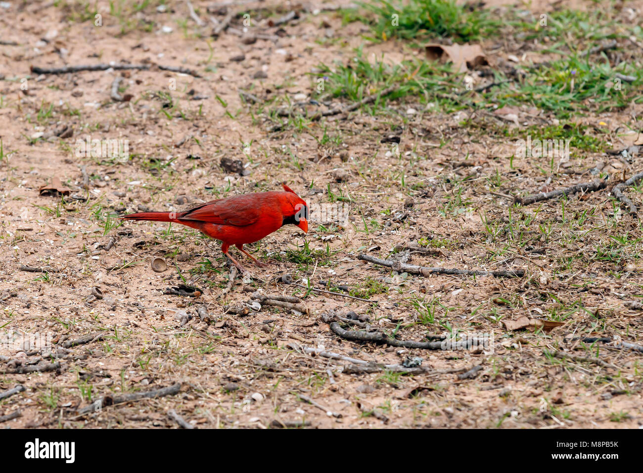 cardinal looking for seed on the ground. Stock Photo
