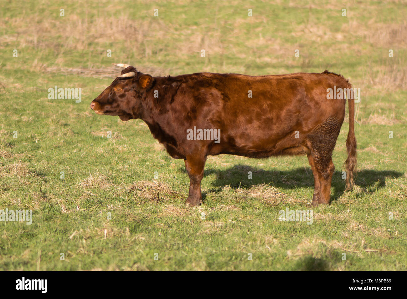 Red Dexter bull standing in field. Smallest European cattle breed with forward curved horns and pink nose Stock Photo