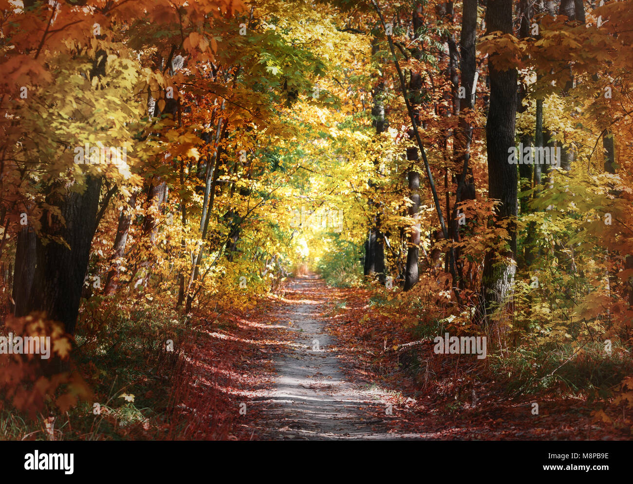 Path in the autumn park Stock Photo - Alamy