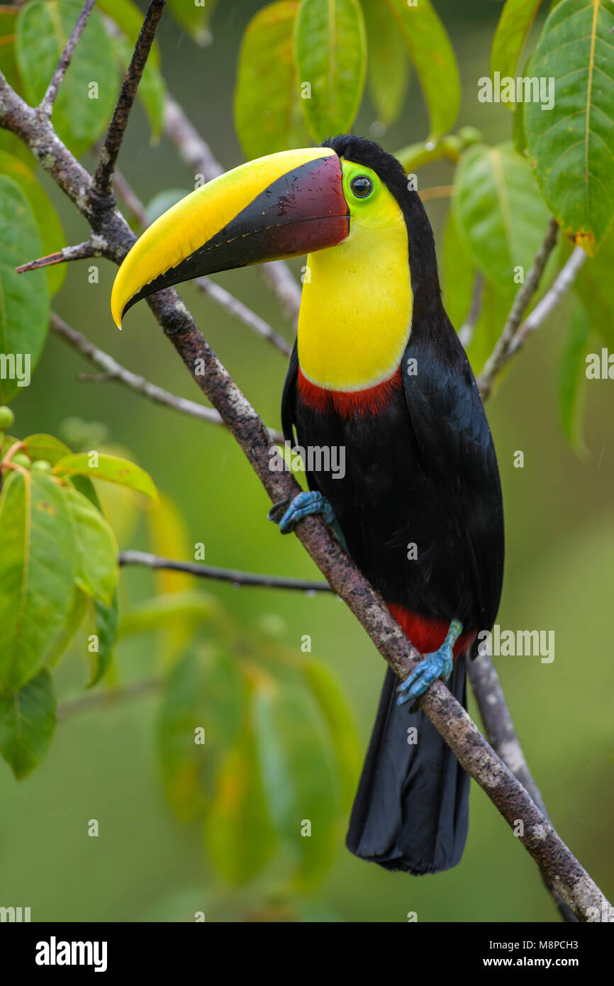 Yellow-throated toucan - Ramphastos ambiguus, large colorful toucan from Costa Rica forest. Stock Photo