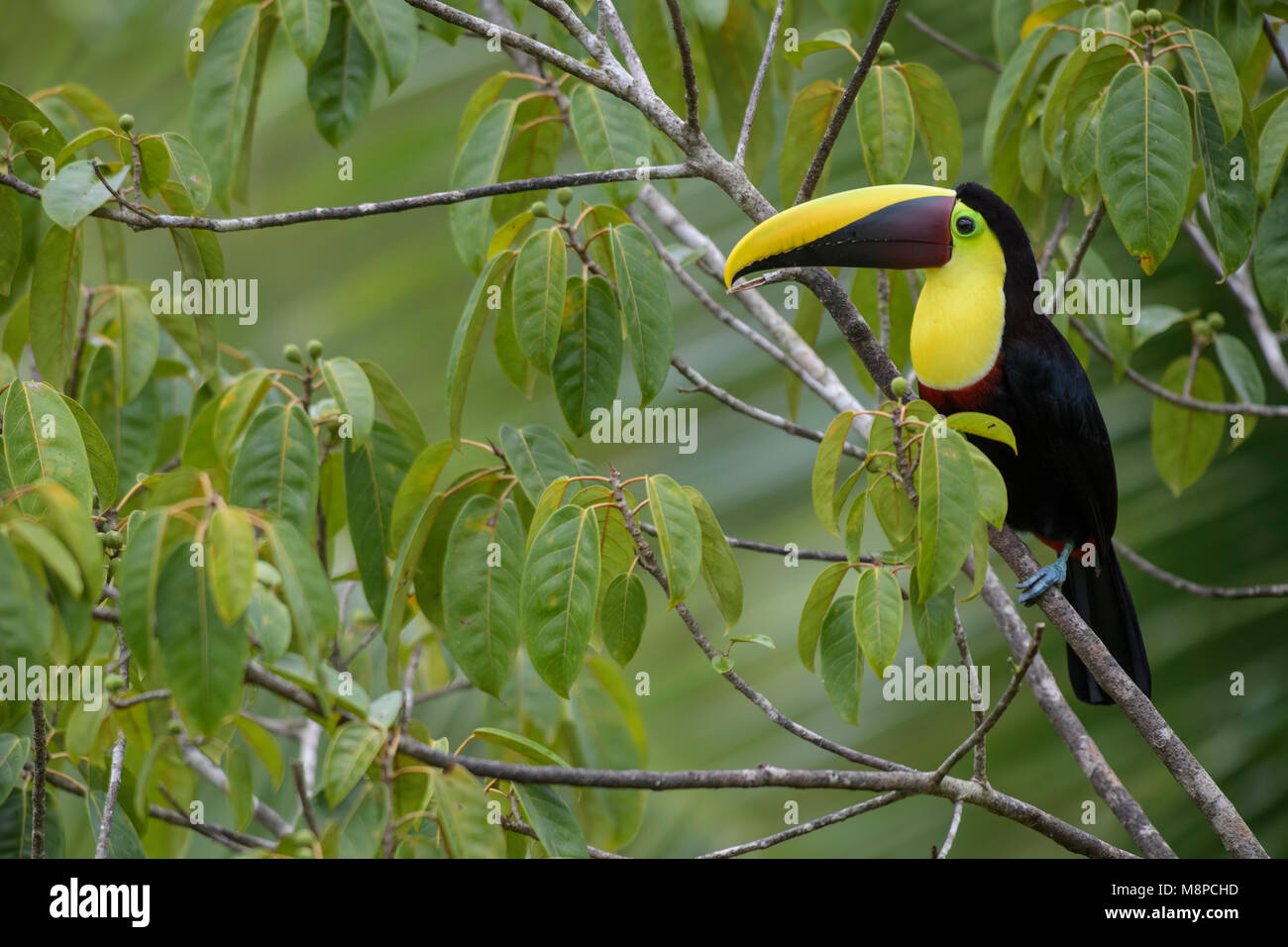 Yellow-throated toucan - Ramphastos ambiguus, large colorful toucan from Costa Rica forest. Stock Photo