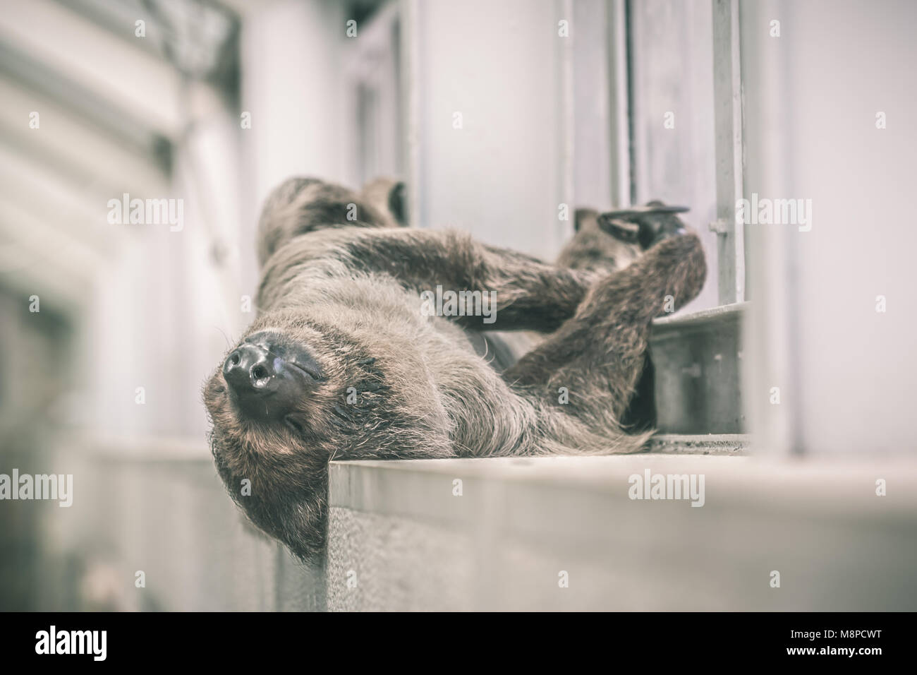 Sloth sleeping on the inside wall of a building. Stock Photo