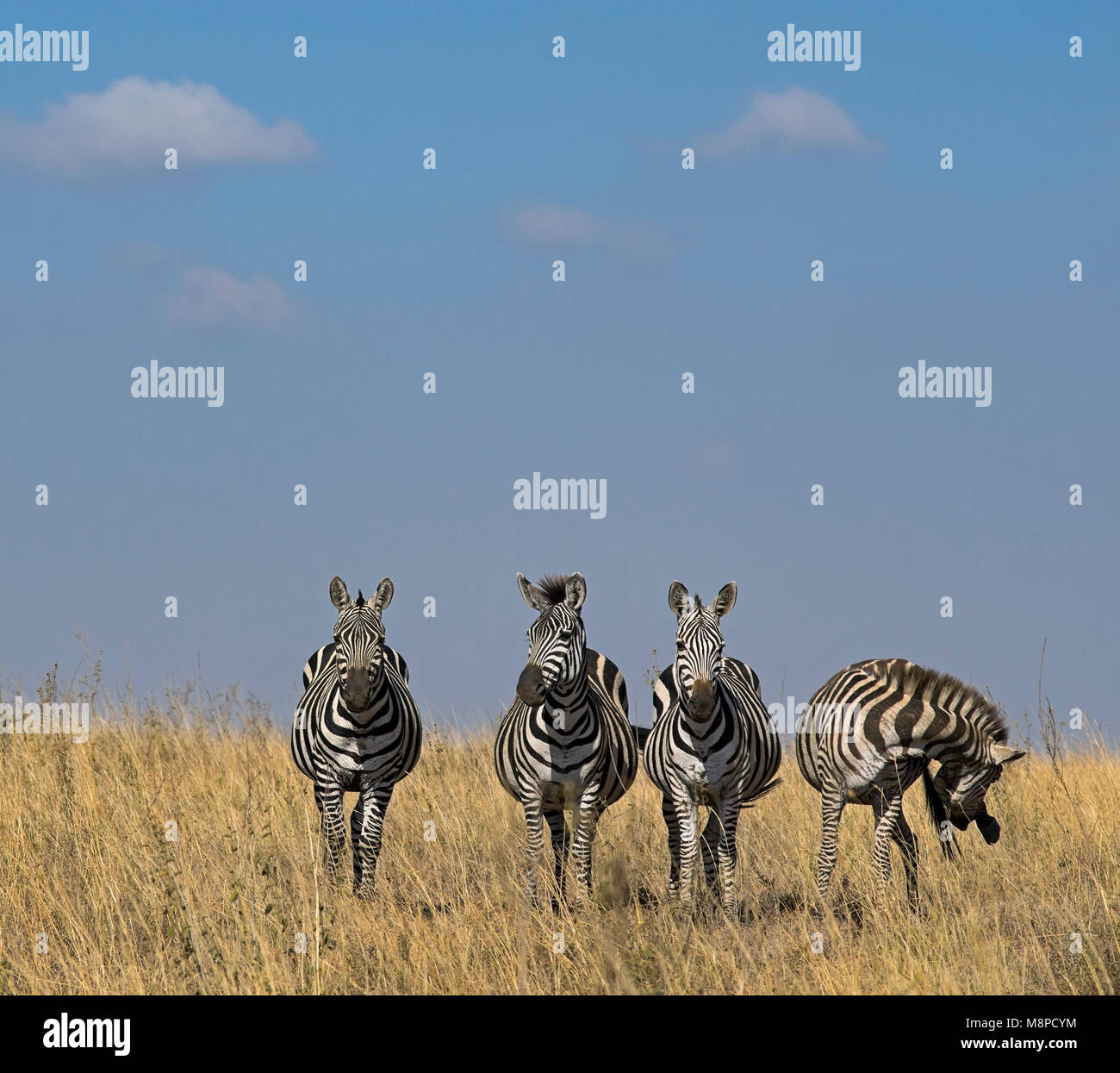 Herd Of Zebras Stock Photos & Herd Of Zebras Stock Images Alamy
