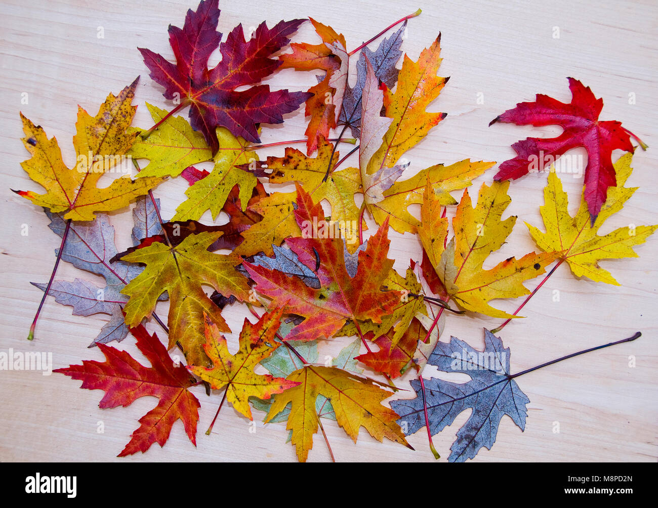 Autumn Silver Maple Leaf array Stock Photo