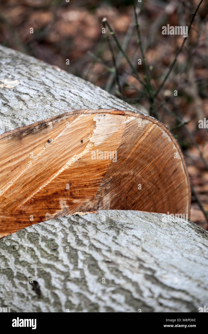 Cut tree log in the forest. Close up. Stock Photo