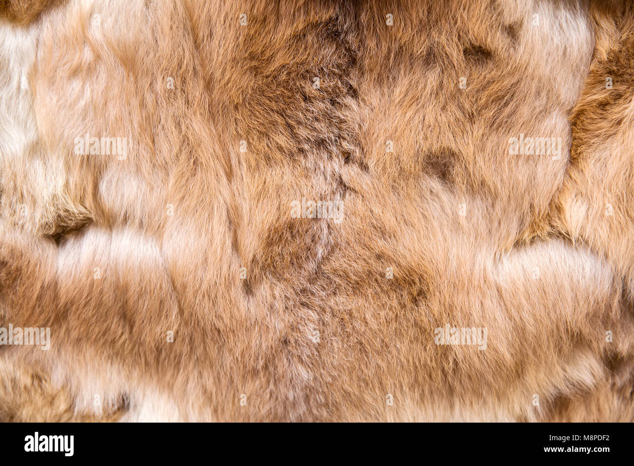 Closeup of baby alpaca wool on the market Stock Photo