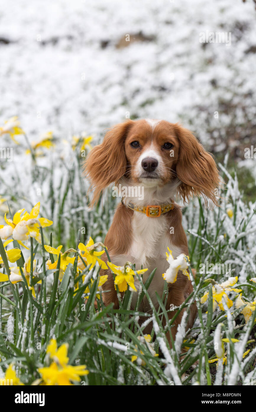 11 month old cockapoo Pip pictured in snowy daffodils in Gravesend, Kent. Stock Photo