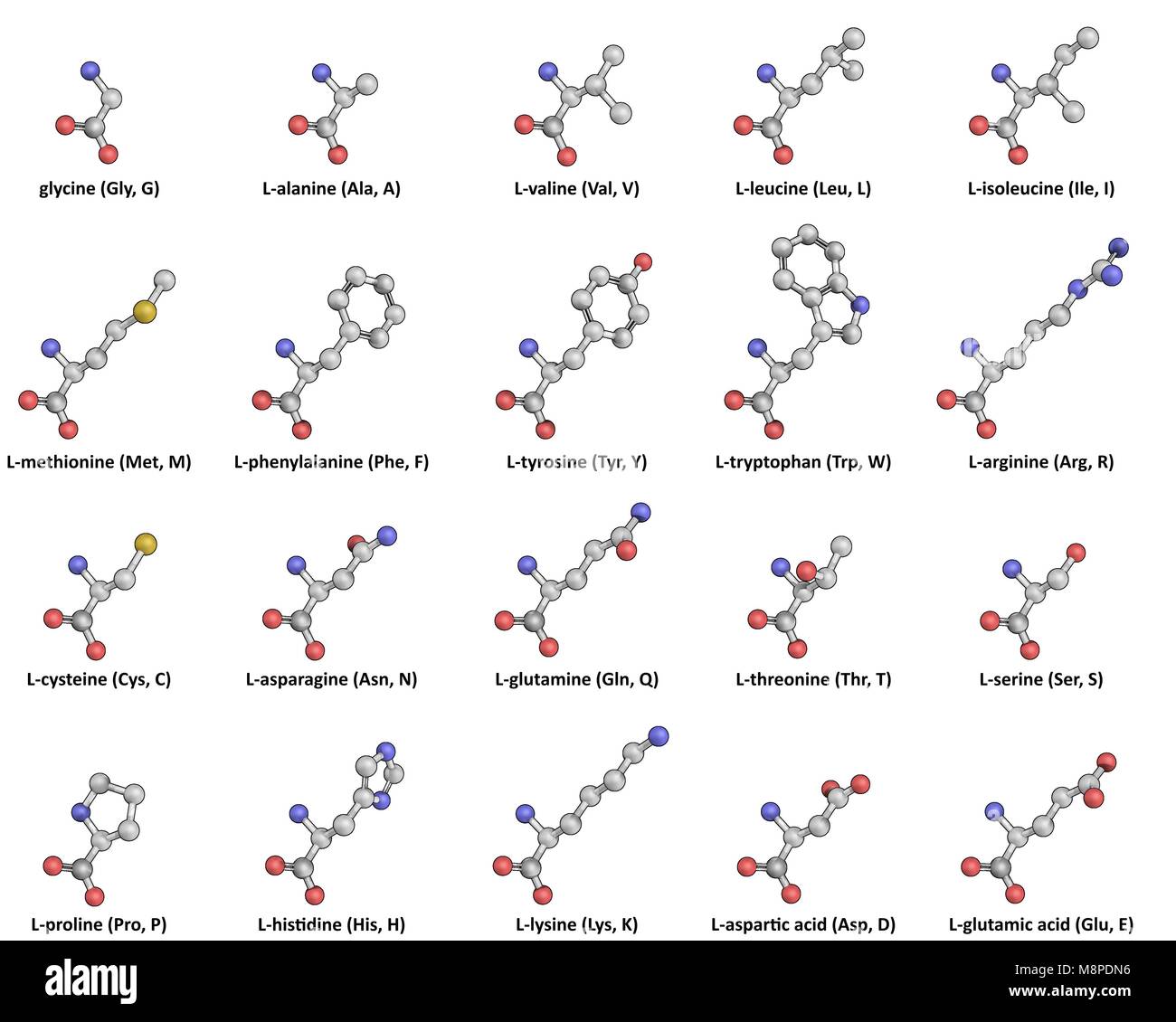 The 20 standard proteinogenic L-Amino Acids in Ball-and-Stick representation Stock Photo