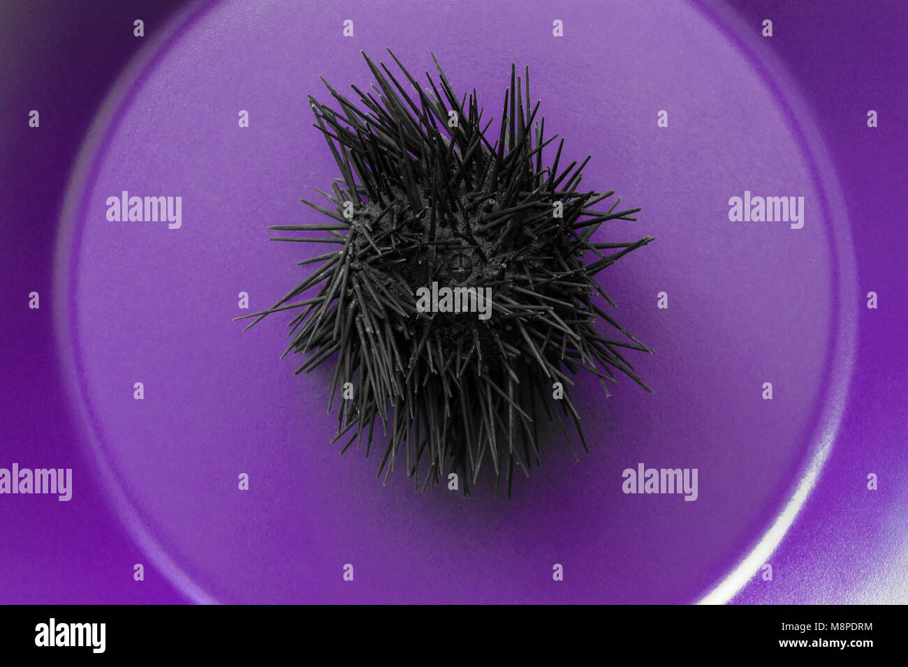 Black dried up sea urchin in purple background surface Stock Photo Alamy