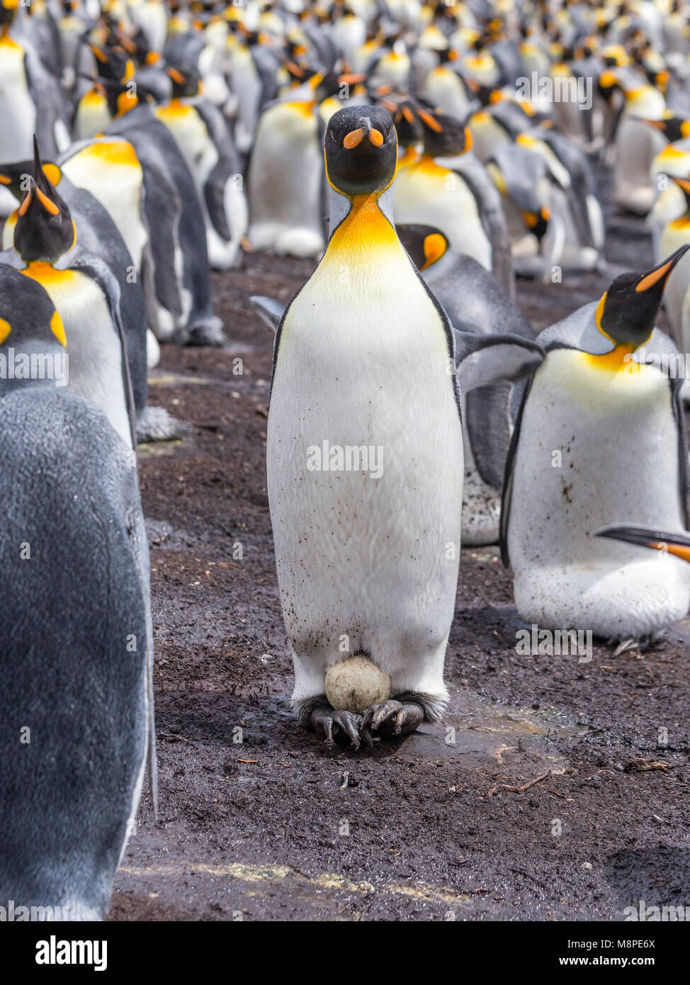 King Penguin displaying an Egg on its feet Stock Photo