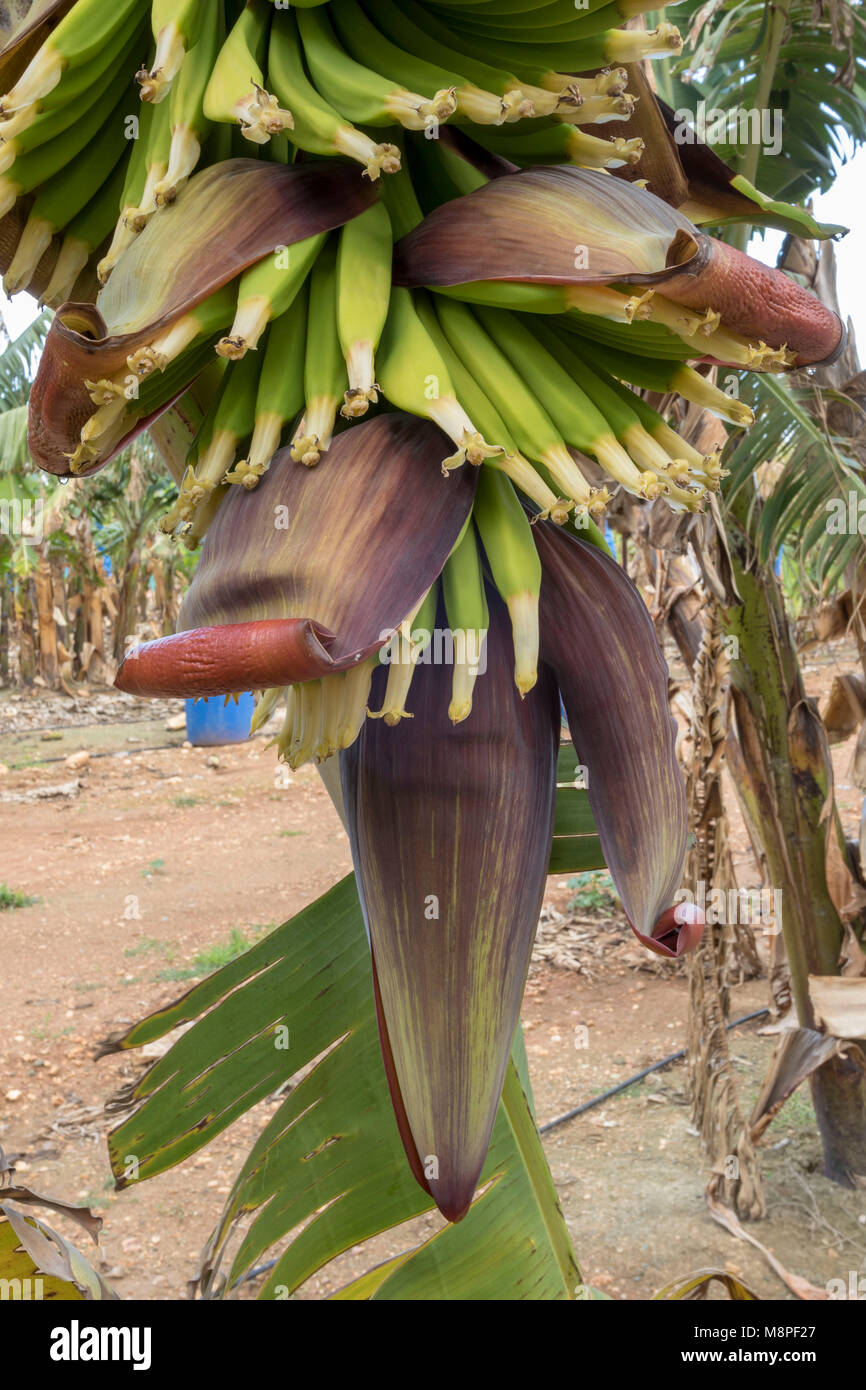 Banana Blossoms