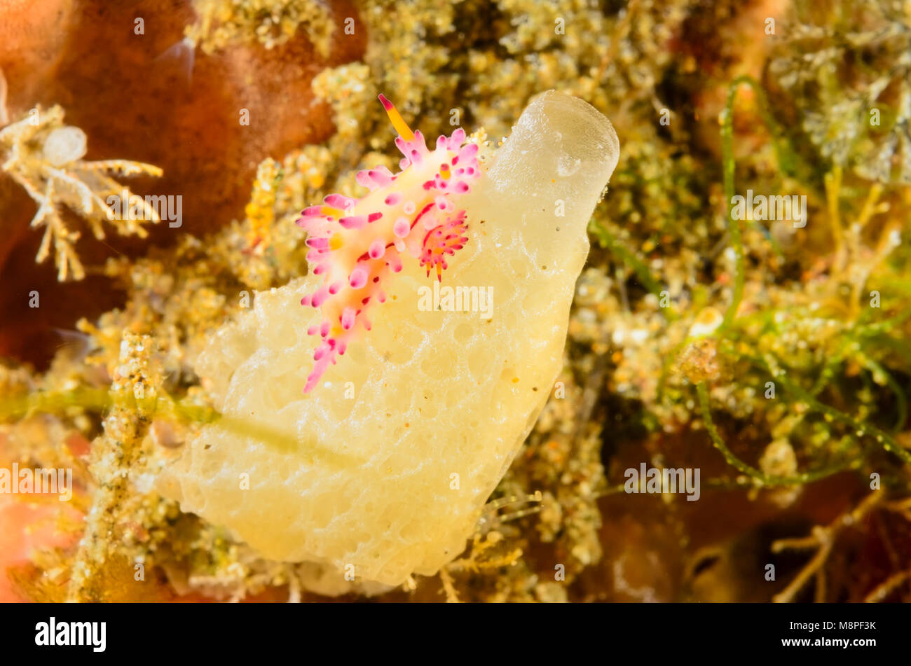 mating sea slug or nudibranch, Aegires villosus, Anilao, Batangas, Philippines, Pacific Stock Photo