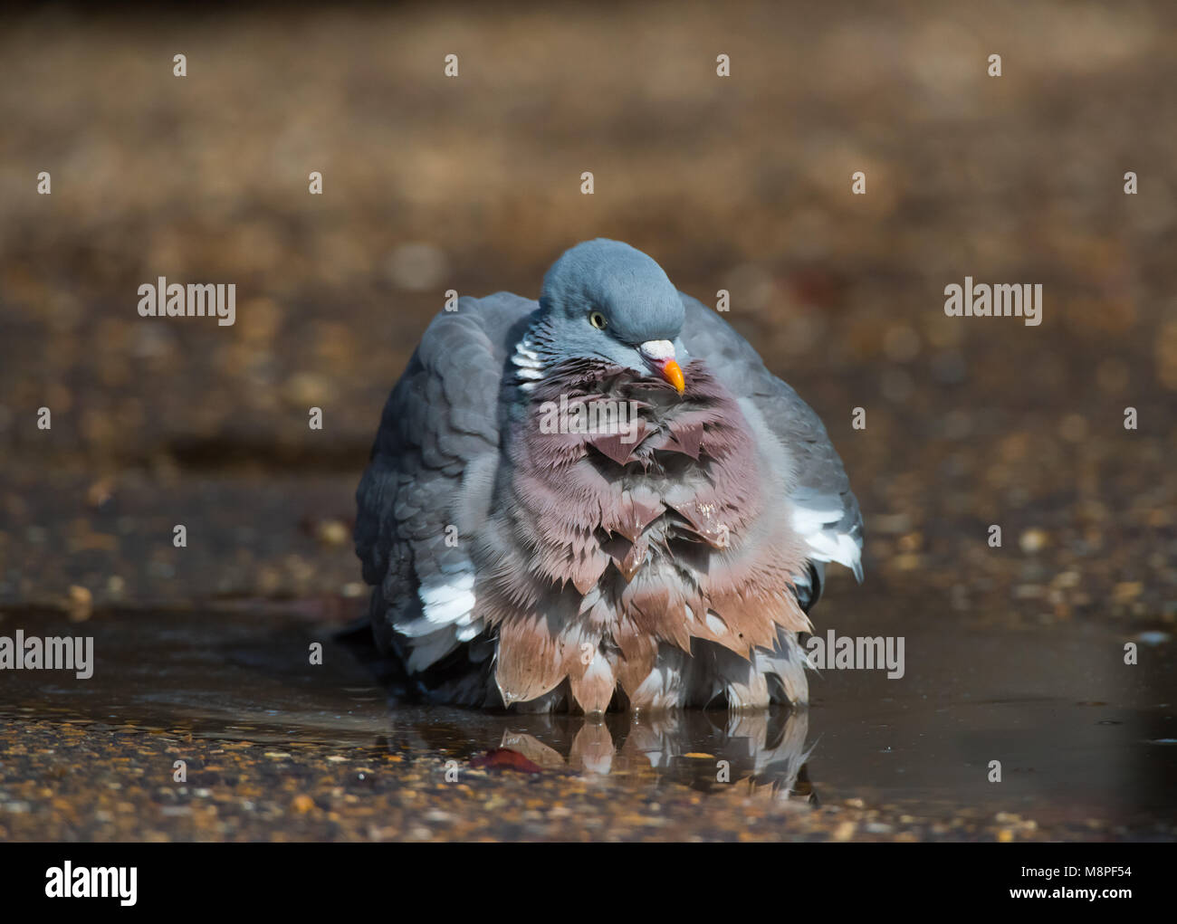 Wood pigeon bathing Stock Photo