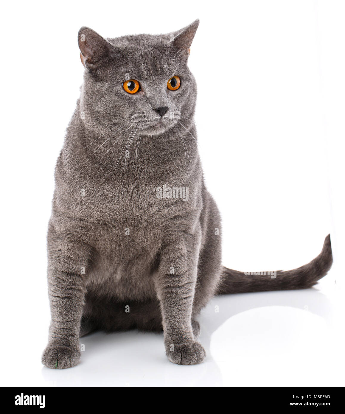 Grey Chartreux cat with yellow orange eyes isolated on white